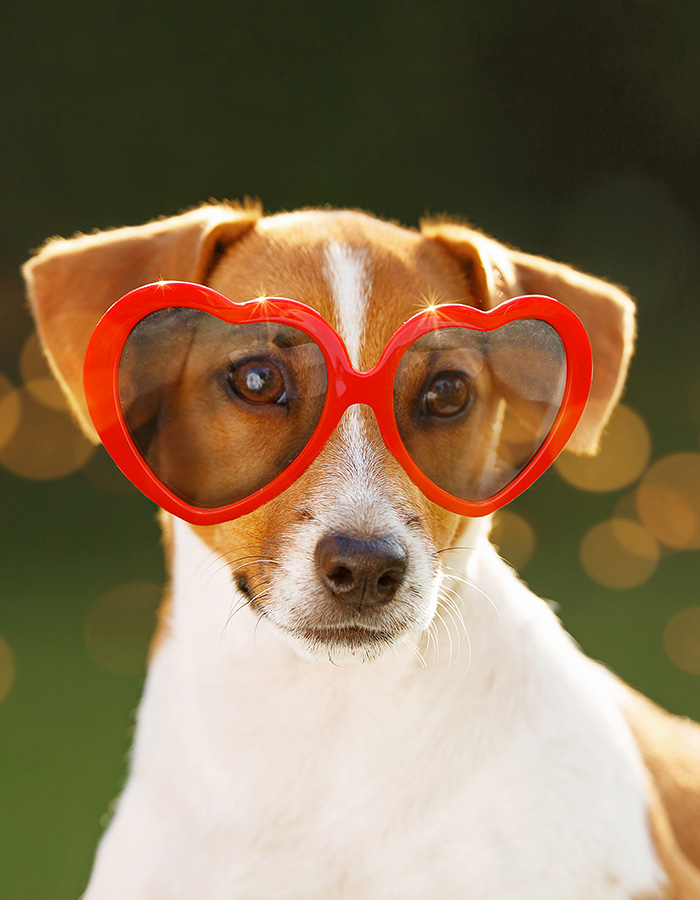 Dog with sunglass