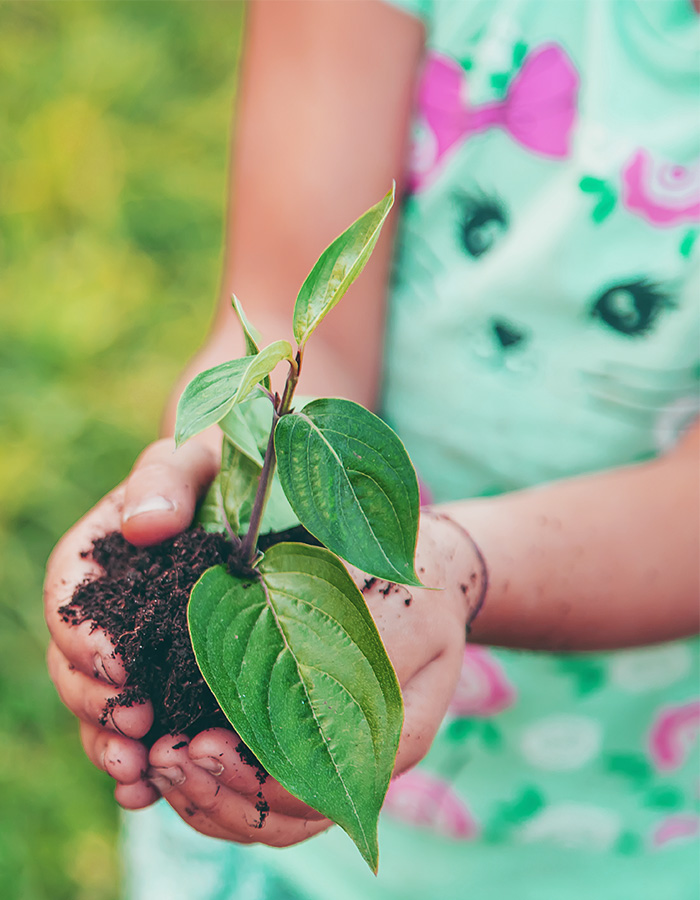 hands with plant