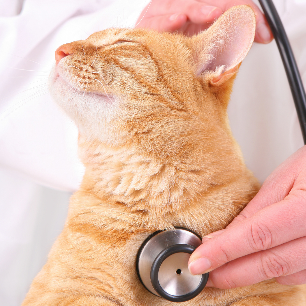 Cat Coughing: Causes & Treatments