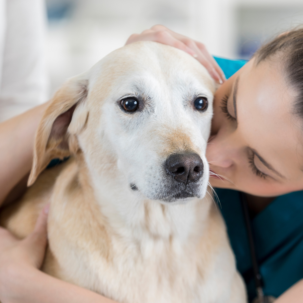 Dog Wheezing: Causes, Treatment, and Prevention