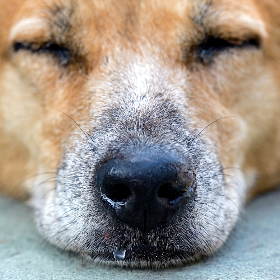 Dog Runny Nose: What Are The Causes and Treatments