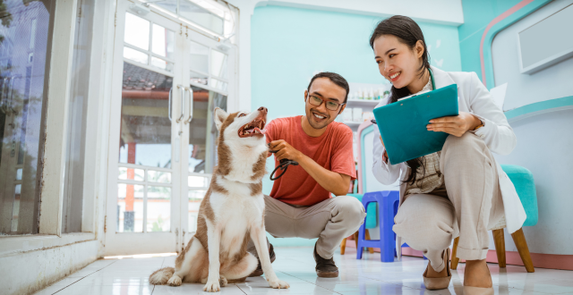 Vet coming near to a dog, checking its conditions