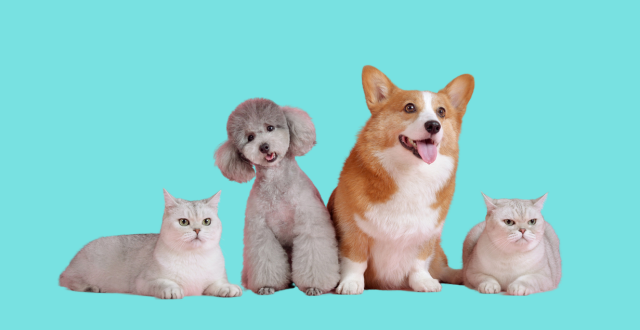 Dogs and Cats