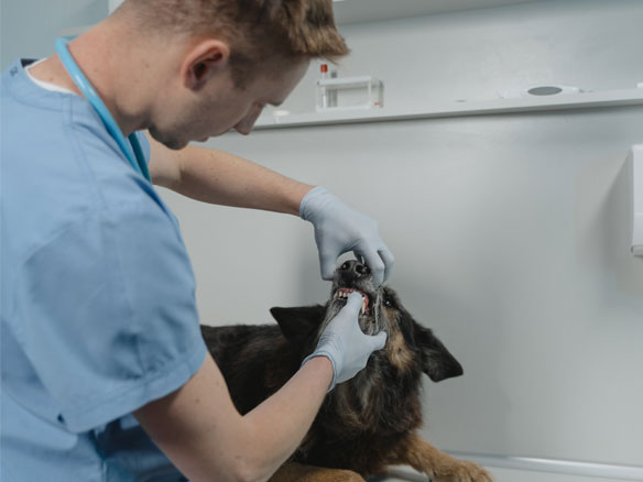 a veterinarian checking a dog