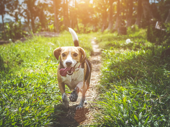 beagle walking on grass field