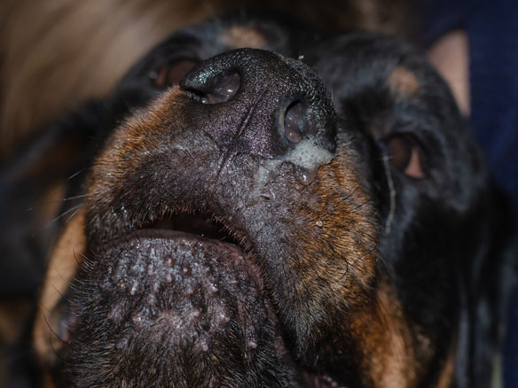 black dog with runny nose