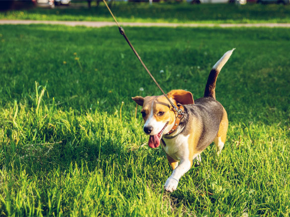 happy brown and black beagle walking on green grass