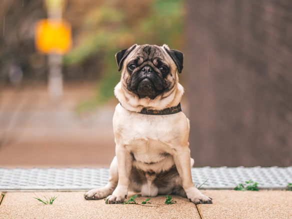 pug sitting on beige floor