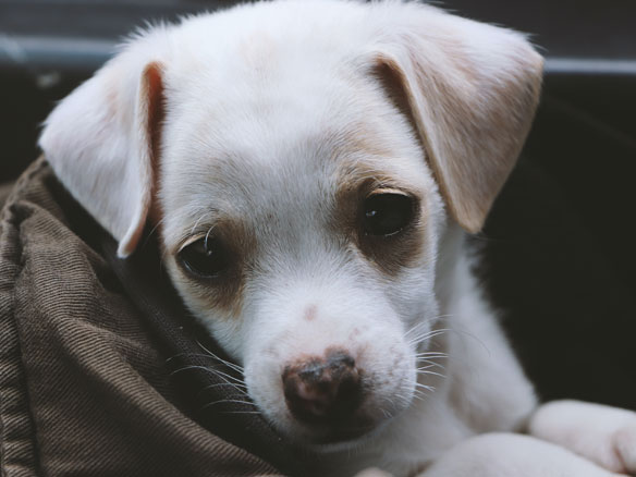 sick short coated white puppy