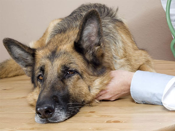 Dog wheezing hotsell treatment