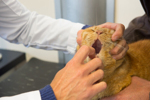 Veterinarian checking cats' mouth