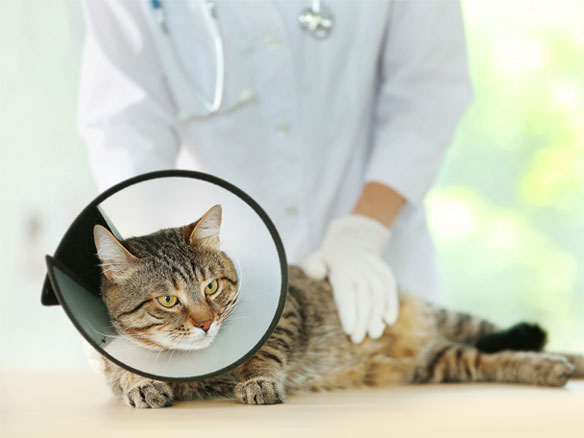 Veterinarian doctor with cat