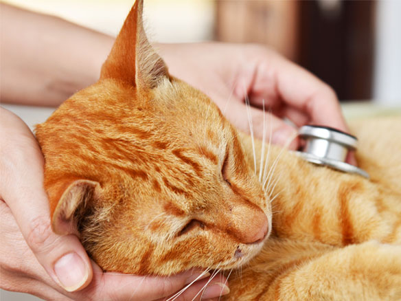 Veterinarian examining a kitten