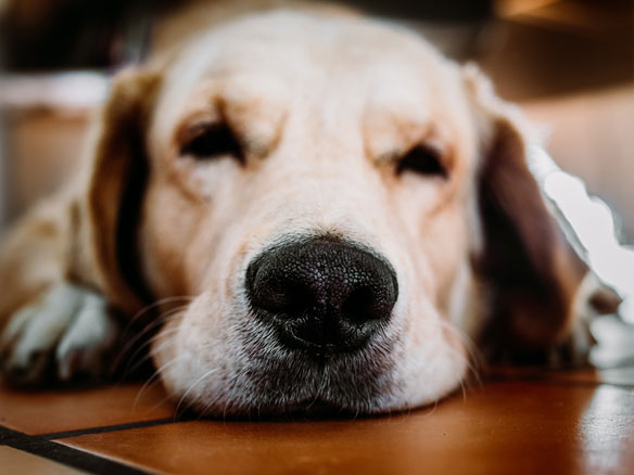 yellow labrador retriever