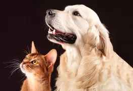 Petcare_Banner