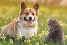 Cat & dogs