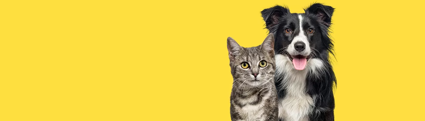 PetCare Cat & Dog header