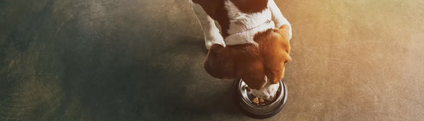 beagle dog eating from metal bowl