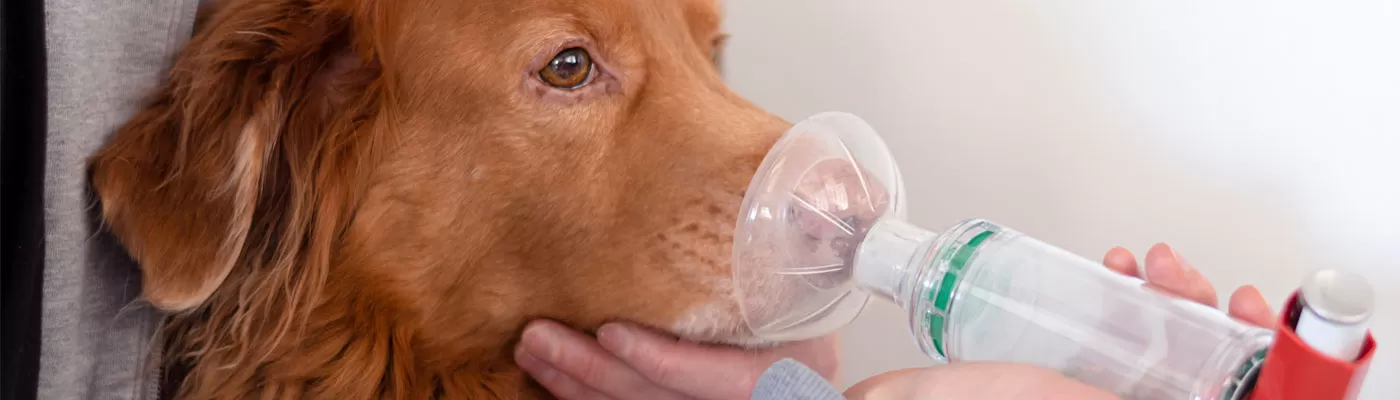 Dog Treated Asthma Inhaler Inhaler Helps Dog Breath Easier