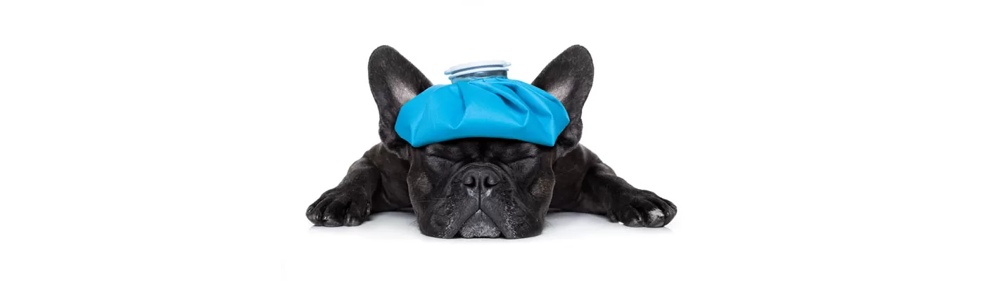 french bulldog sick with icepack on head