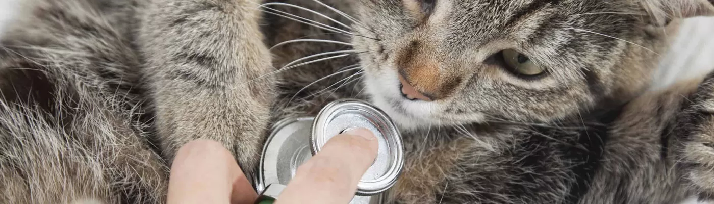 Vet examining cat