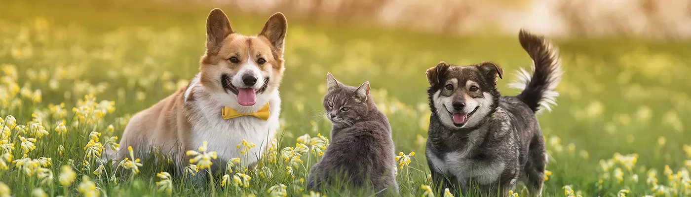 Cat & dogs