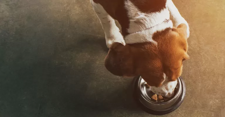 beagle dog eating from metal bowl