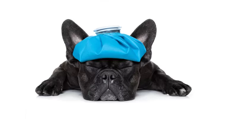 french bulldog sick with icepack on head
