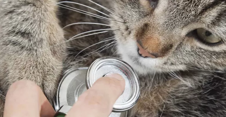 Vet examining cat