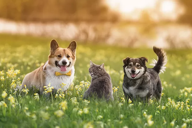 Cat & dogs